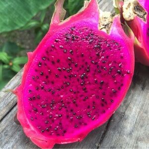 COPY - American Beauty Dragon Fruit Cutting